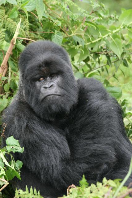 Silverback gorilla 