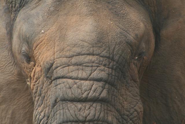 Elephant in Akagera National Park