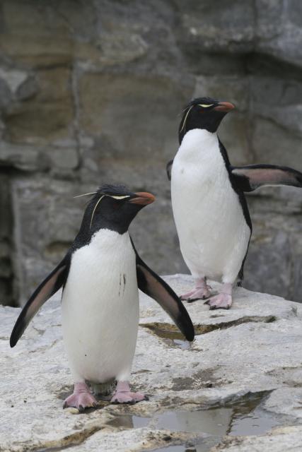 Rockhopper penguin, Falkland Islands