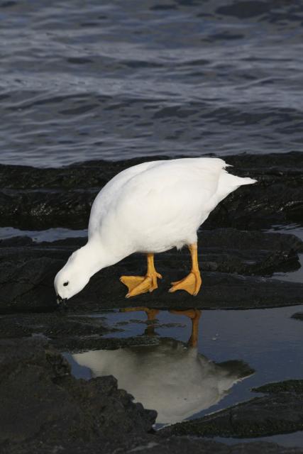 Kelp goose, Falkland Islands