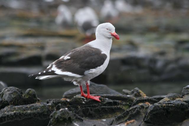 Dolphin gull, Falkland Islands