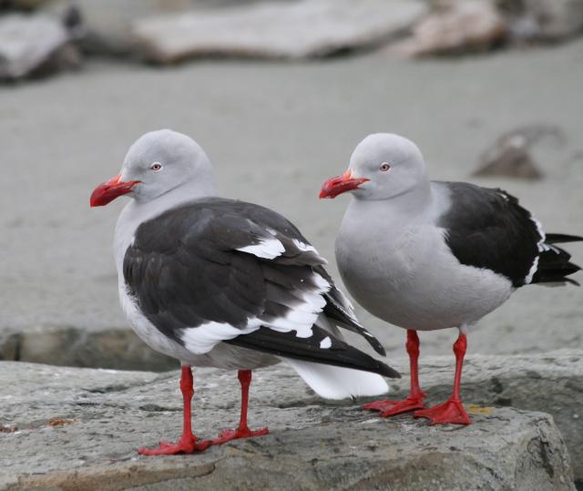 Dolphin gulls, Falkland Islands