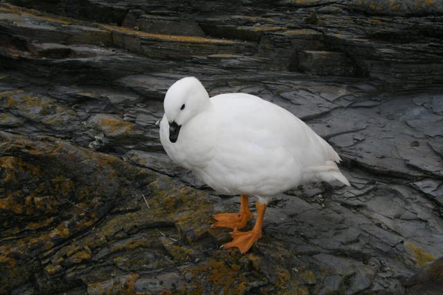 Kelp goose, Falkland Islands