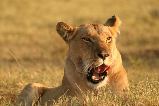 Lion in Masai Mara