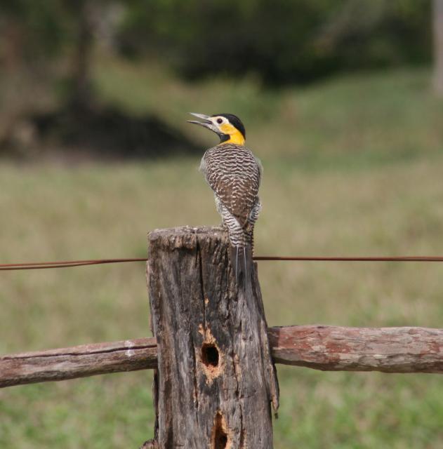 Campo flicker, Baia das Pedras