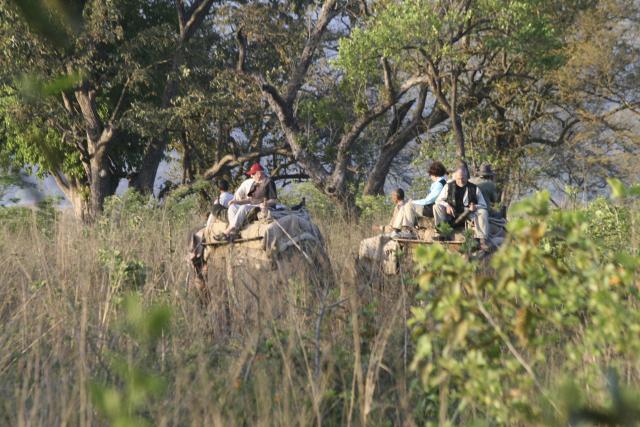 Elephant Safari, India