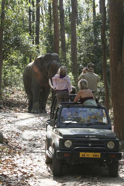 Elephant on game drive, India