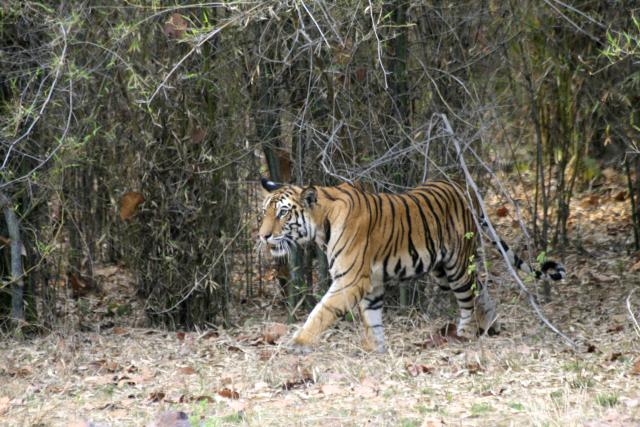 Tiger in India
