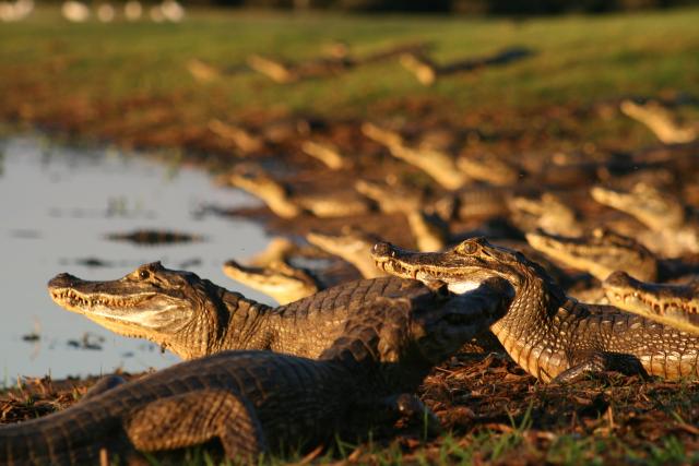Caiman at edge of pond, Pantanal