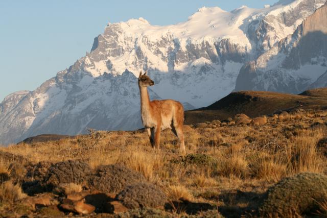 Guanaco, Torres del Paine