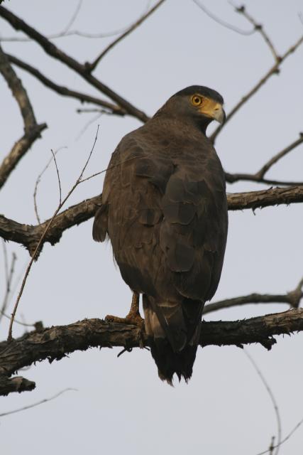 Crested serpent eagle at Corbett National Park