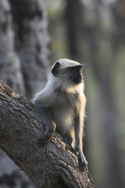 Common langur at Bandhavgarh National Park