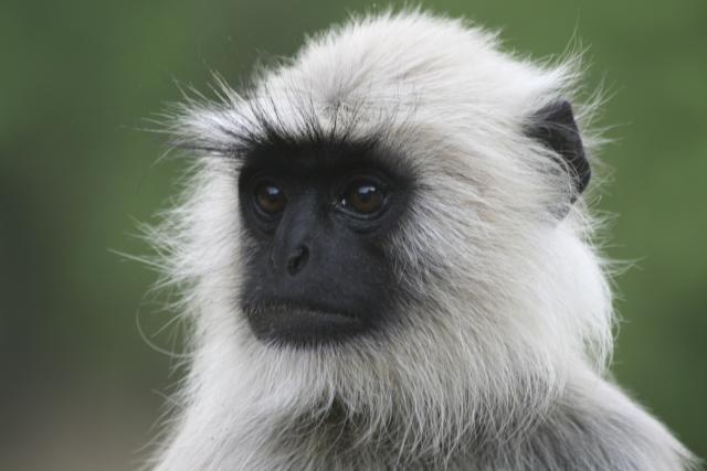 Common langur