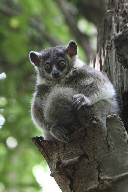 Sportive lemur at Berenty