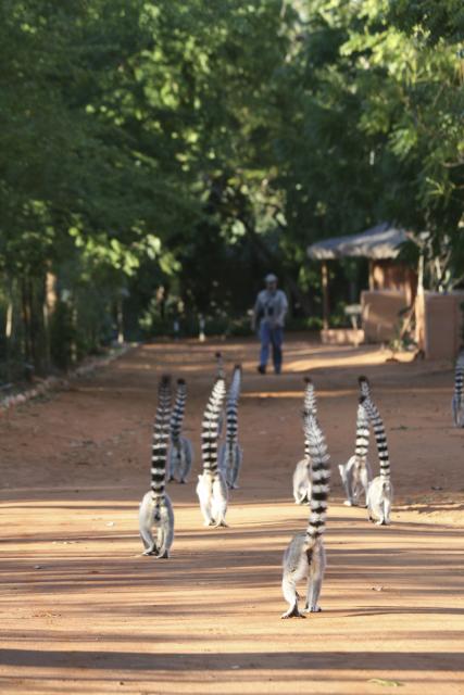 Ring-tailed lemurs at Berenty