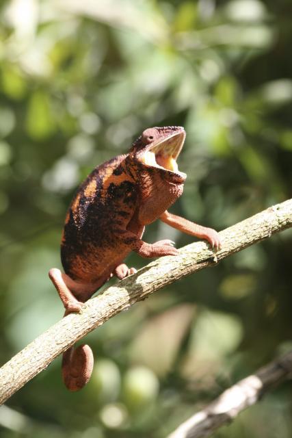 Chameleon 