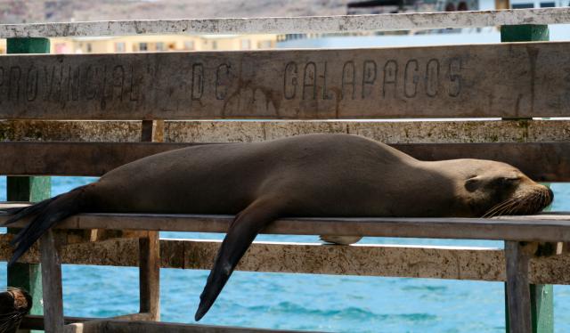 Galapagos Sea Lion