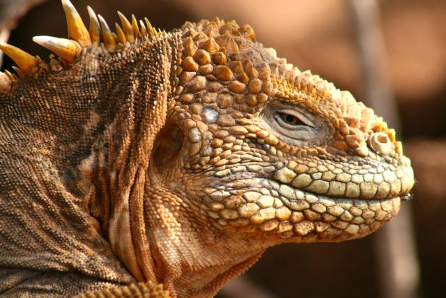 Land Iguana, Galapagos