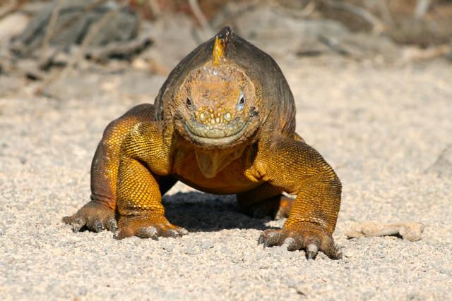 Land Iguana, Galapagos