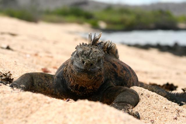 Marine iguana, Galapagos