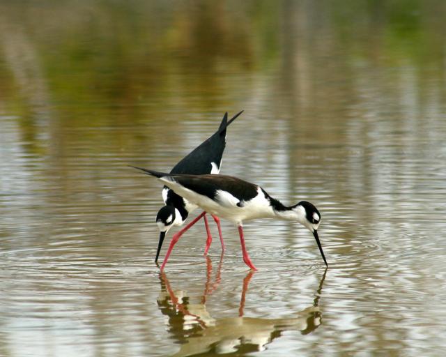 Black-necked stilts, Galapagos