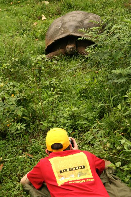 Galapagos Giant Tortoise