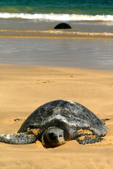 Galapagos Green Sea Turtle