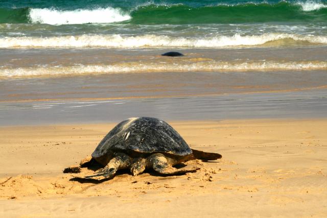 Galapagos Green Sea Turtle