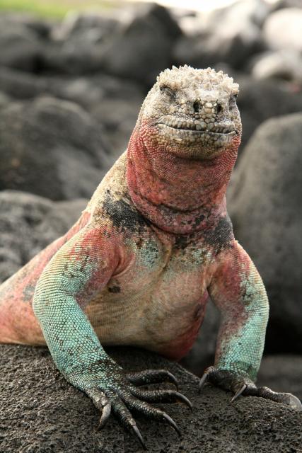 Marine iguana, Galapagos