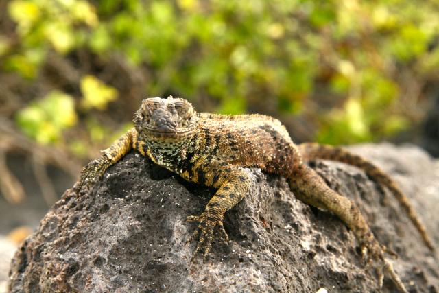 Land Iguana, Galapagos