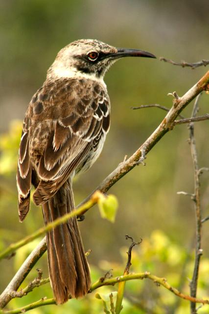 Galapagos Mockingbird