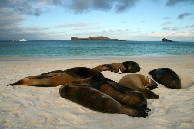 Galapagos Sea Lions
