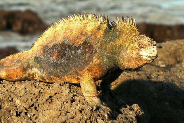 Marine iguana, Galapagos