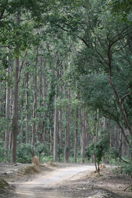 Corbett National Park