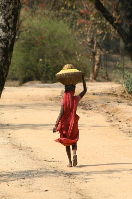 Local collecting flowers, Bandhavgarh