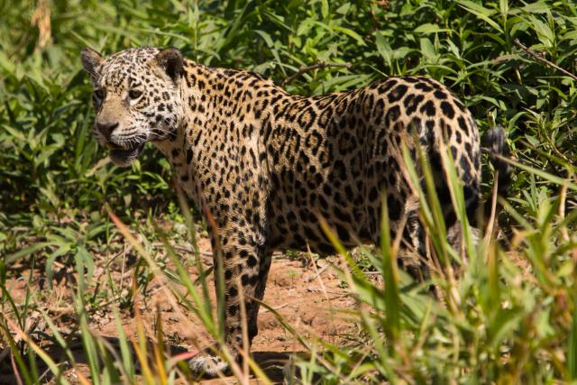 Jaguar on riverbank, Cuiaba River