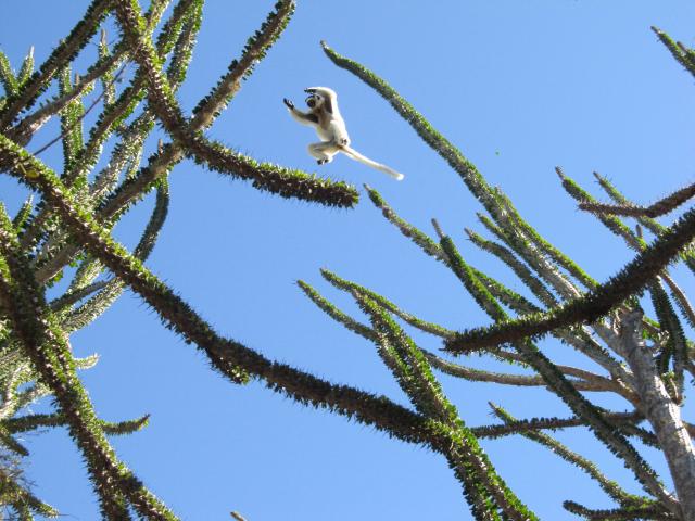 Leaping Sifaka at Berenty