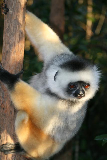 Diadeeemed sifaka in Andasibe-Mantadia National Park