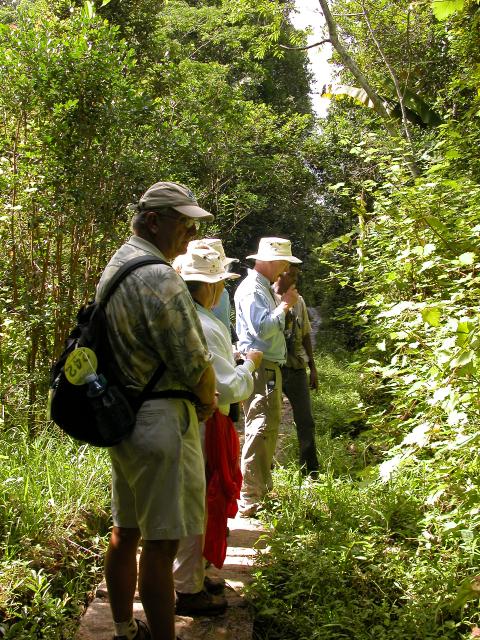 Andasibe National Park trail (Perinet)