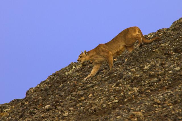 Puma, Torres del Paine