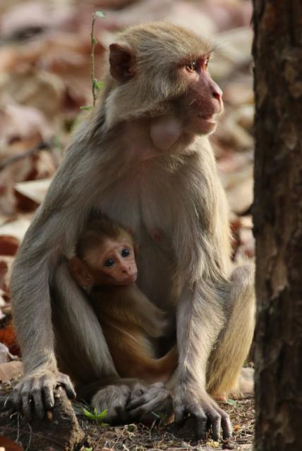 Rhesus macaque in Corbett National Park