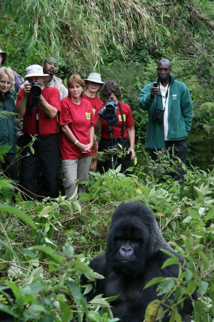 Mountain gorilla trekkers and silverback mountain gorilla