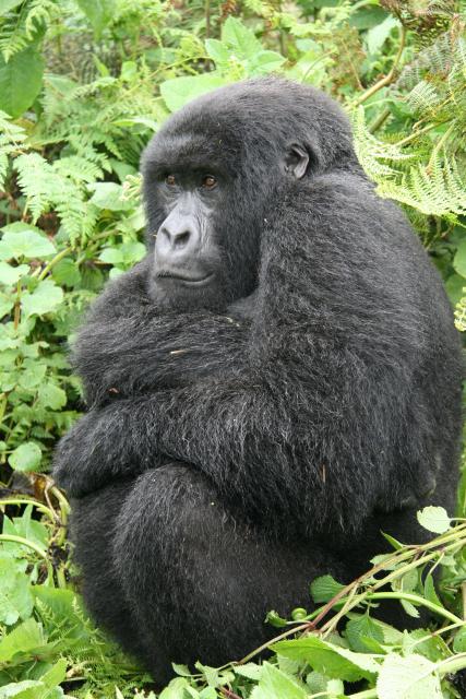 Mountain gorilla