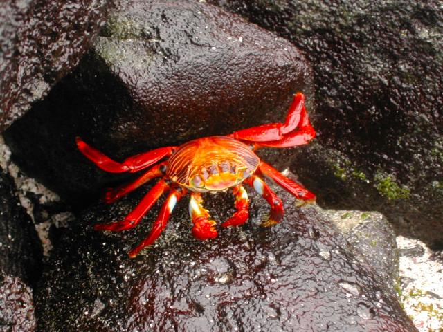 Sally lightfoot crab, Galapagos