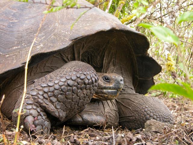 Galapagos Giant Tortoise