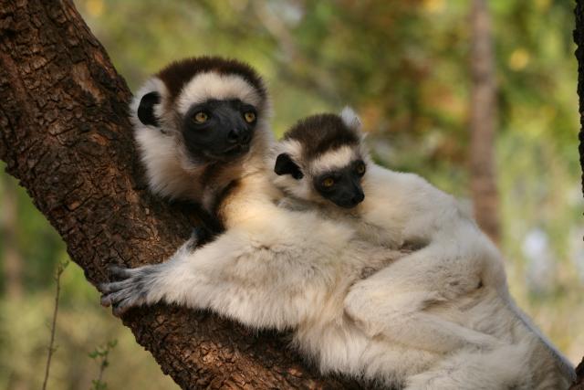 Sifaka and baby, Berenty