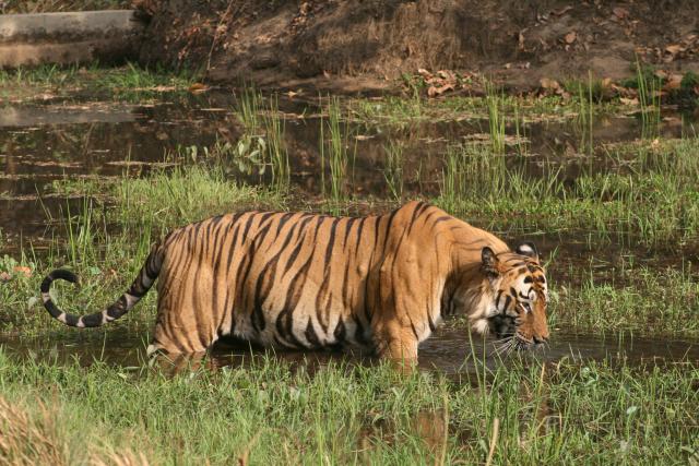 Tiger drinking