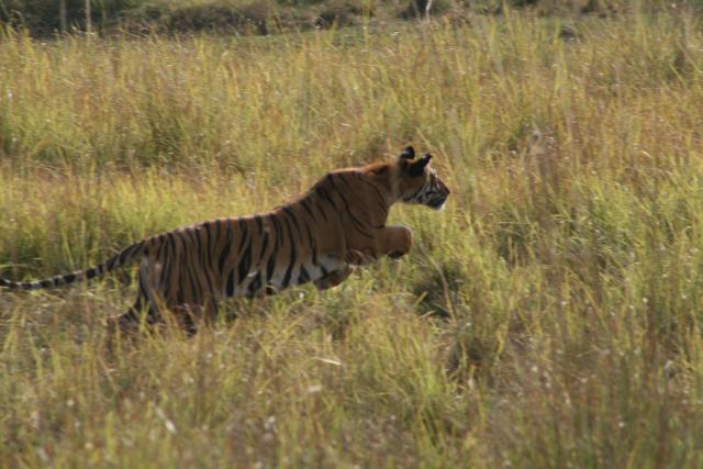Tiger hunting 
