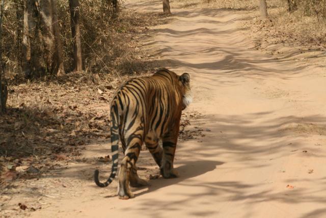 Male tiger on road 