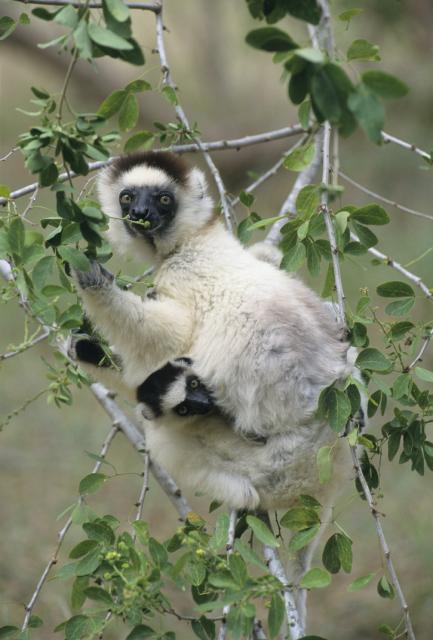 Verreaux's sifaka at Berenty